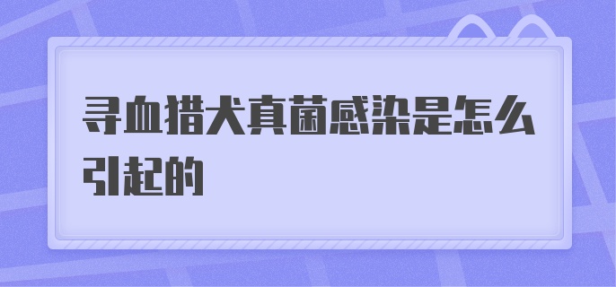 寻血猎犬真菌感染是怎么引起的