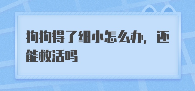 狗狗得了细小怎么办,还能救活吗