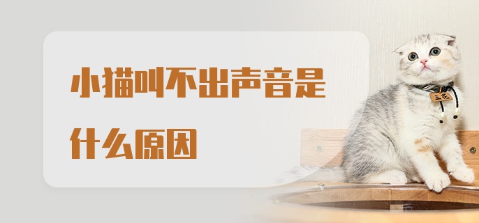 小猫叫不出声音是什么原因