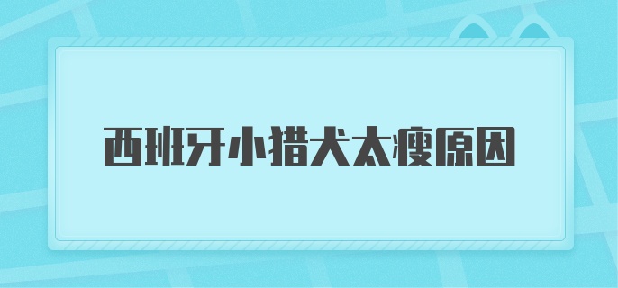 西班牙小猎犬太瘦原因