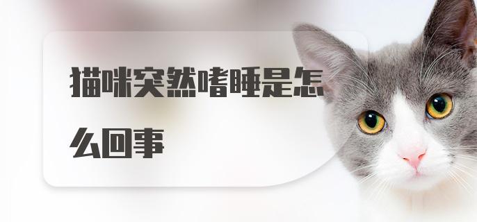 猫咪突然嗜睡是怎么回事