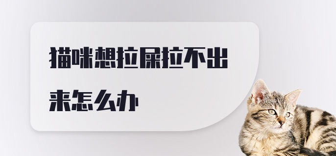 猫咪想拉屎拉不出来怎么办