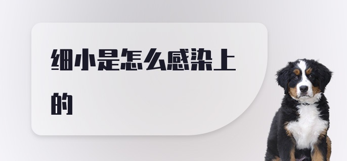 细小是怎么感染上的