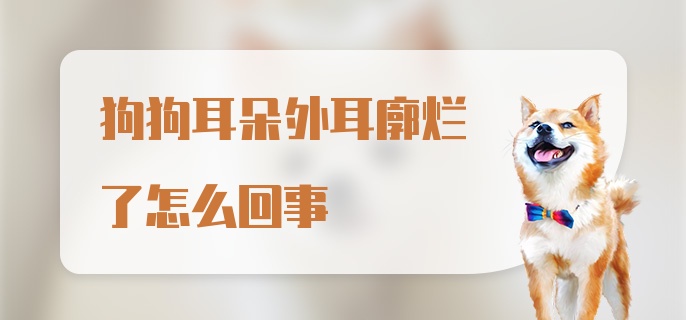 狗狗耳朵外耳廓烂了怎么回事