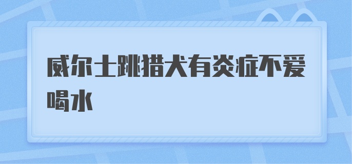 威尔士跳猎犬有炎症不爱喝水