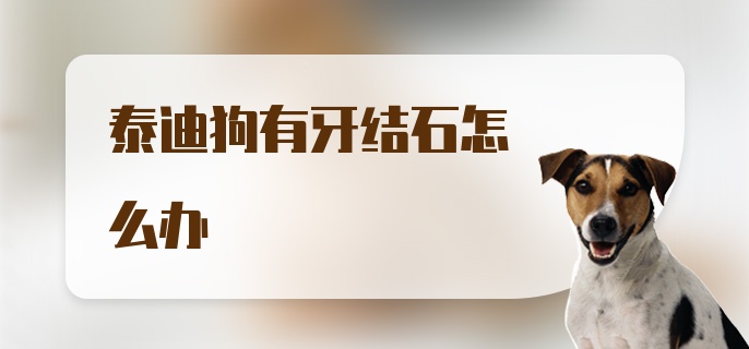 泰迪狗有牙结石怎么办