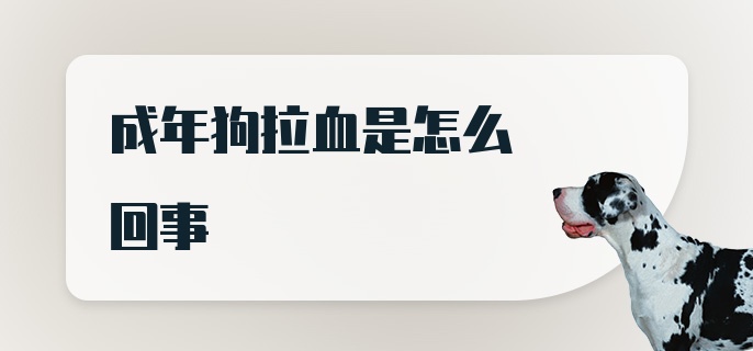 成年狗拉血是怎么回事