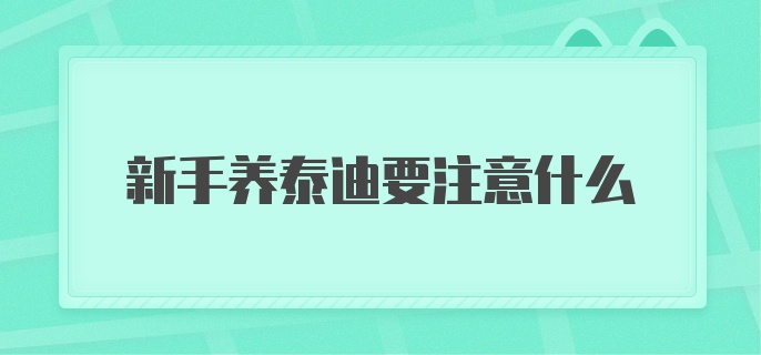 新手养泰迪要注意什么？