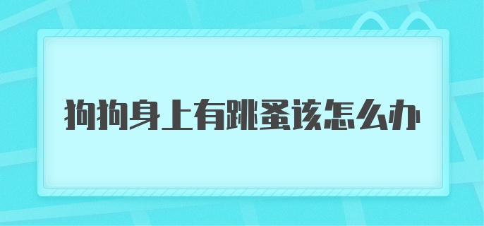 狗狗身上有跳蚤该怎么办