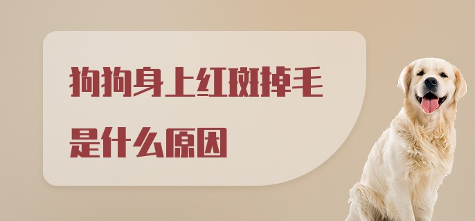 狗狗身上红斑掉毛是什么原因