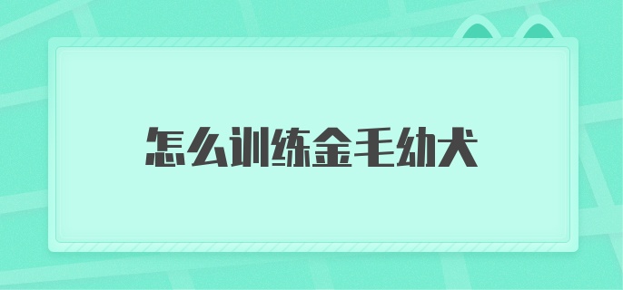 怎么训练金毛幼犬