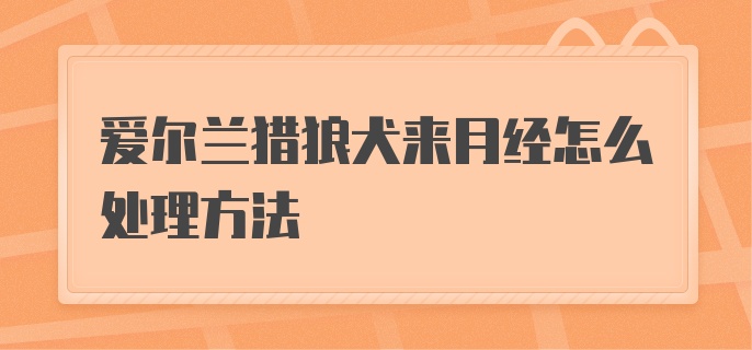 爱尔兰猎狼犬来月经怎么处理方法