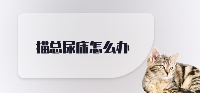 猫总尿床怎么办