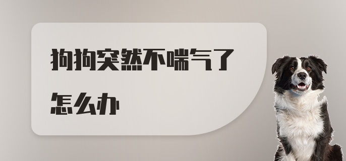 狗狗突然不喘气了怎么办