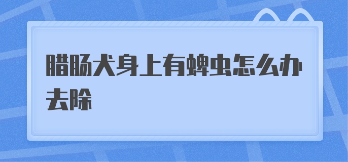 腊肠犬身上有蜱虫怎么办去除