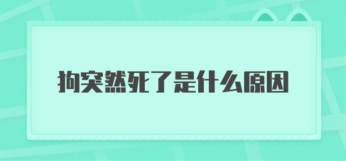 狗突然死了是什么原因