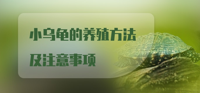 小乌龟的养殖方法及注意事项