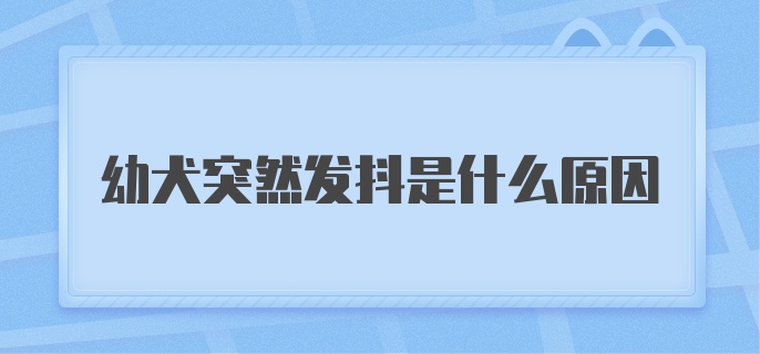 幼犬突然发抖是什么原因