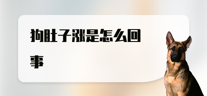 狗肚子涨是怎么回事