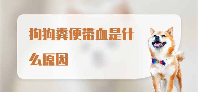 狗狗粪便带血是什么原因