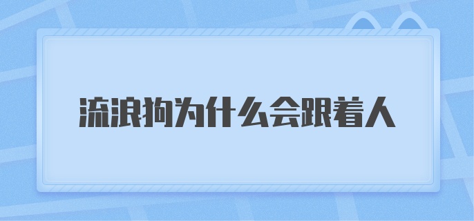 流浪狗为什么会跟着人