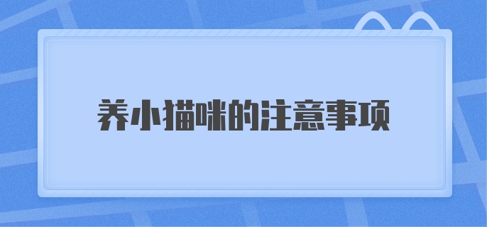 养小猫咪的注意事项