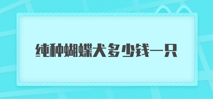 纯种蝴蝶犬多少钱一只