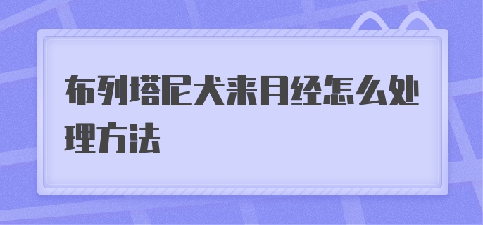 布列塔尼犬来月经怎么处理方法