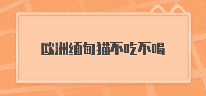 欧洲缅甸猫不吃不喝