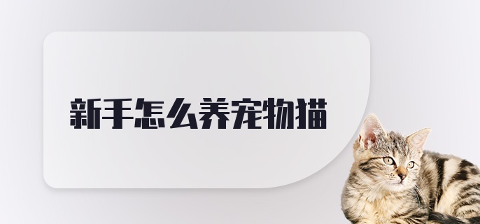 新手怎么养宠物猫