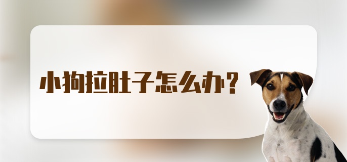 小狗拉肚子怎么办？