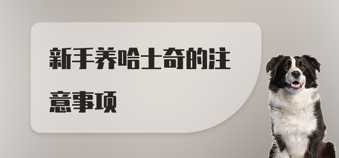 新手养哈士奇的注意事项