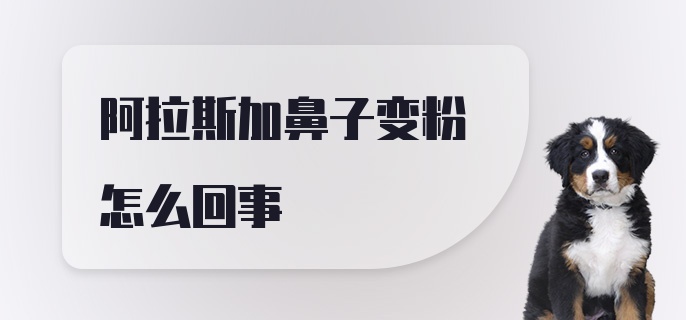 阿拉斯加鼻子变粉怎么回事