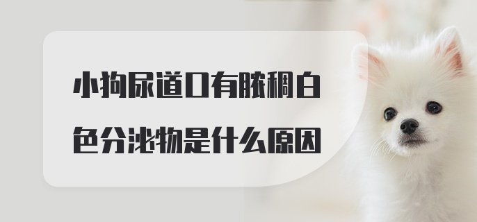 小狗尿道口有脓稠白色分泌物是什么原因