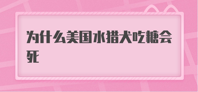 为什么美国水猎犬吃糖会死