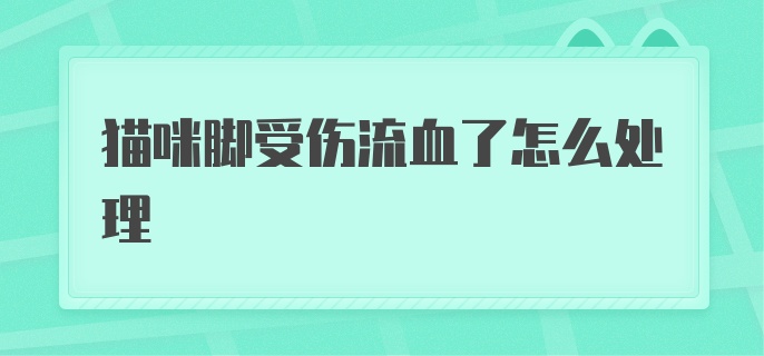 猫咪脚受伤流血了怎么处理