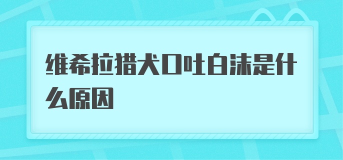 维希拉猎犬口吐白沫是什么原因