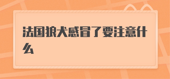 法国狼犬感冒了要注意什么