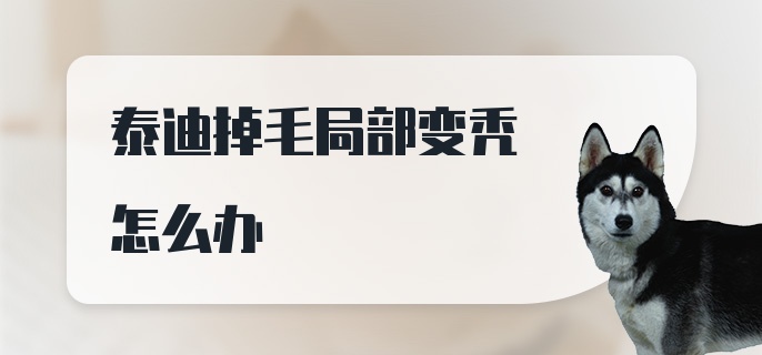 泰迪掉毛局部变秃怎么办