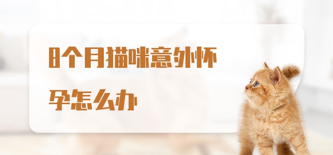 8个月猫咪意外怀孕怎么办