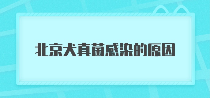 北京犬真菌感染的原因