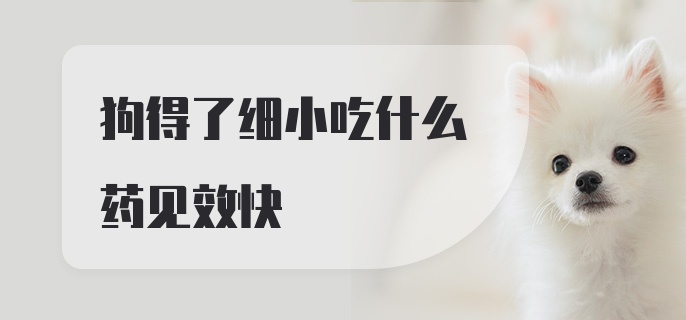 狗得了细小吃什么药见效快