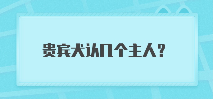 贵宾犬认几个主人?