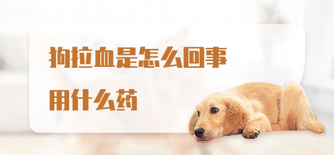 狗拉血是怎么回事用什么药