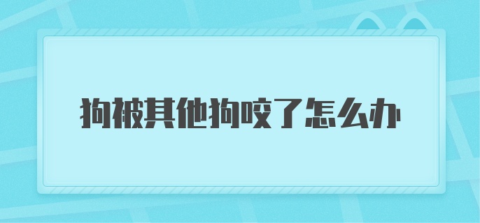 狗被其他狗咬了怎么办