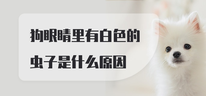 狗眼睛里有白色的虫子是什么原因