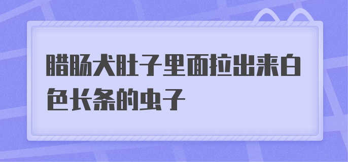 腊肠犬肚子里面拉出来白色长条的虫子