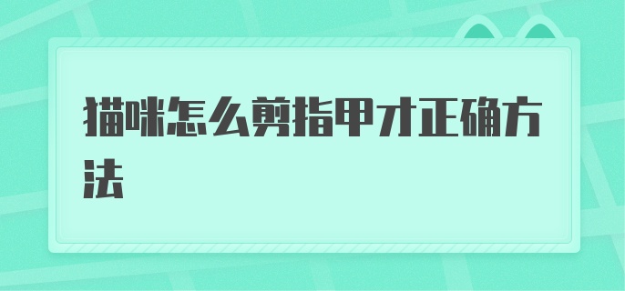 猫咪怎么剪指甲才正确方法