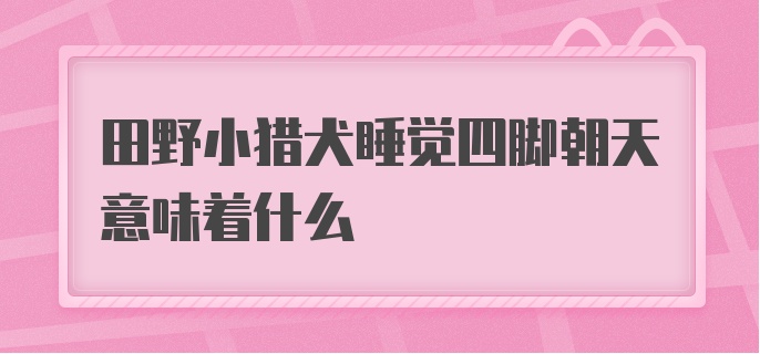 田野小猎犬睡觉四脚朝天意味着什么