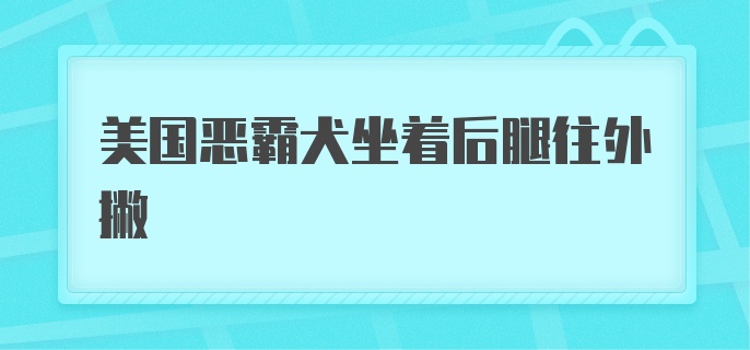 美国恶霸犬坐着后腿往外撇